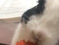 喵喵吃蓝瓜视频大全免费观看,免费观看喵喵吃蓝瓜视频大全