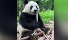 娱乐吃瓜大熊猫视频大全